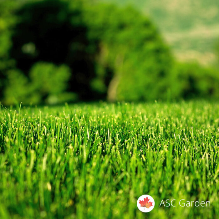 Seme trave za sunce MACISTE 1 kg za 40m2 - Image 3